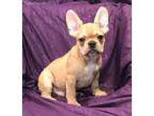 French Bulldog Puppy for sale in Holmen, WI, USA