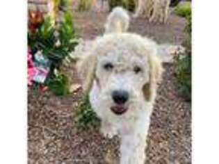 Labradoodle Puppy for sale in El Paso, TX, USA