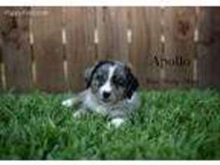 Miniature Australian Shepherd Puppy for sale in Montgomery, TX, USA