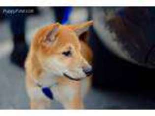 Shiba Inu Puppy for sale in New Bedford, MA, USA