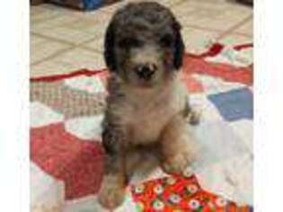 Mutt Puppy for sale in Defuniak Springs, FL, USA