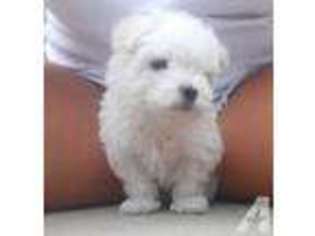 Maltese Puppy for sale in LONGWOOD, FL, USA