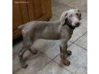 Weimaraner Puppy for sale in Italy, TX, USA