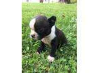 Boston Terrier Puppy for sale in Rutherfordton, NC, USA