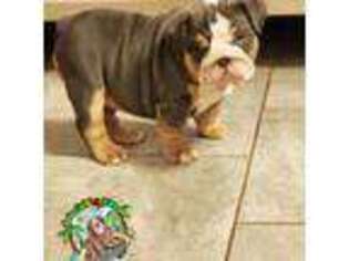Bulldog Puppy for sale in Atlanta, GA, USA