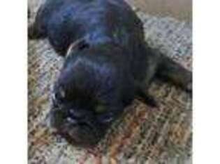 Brussels Griffon Puppy for sale in Henderson, NC, USA