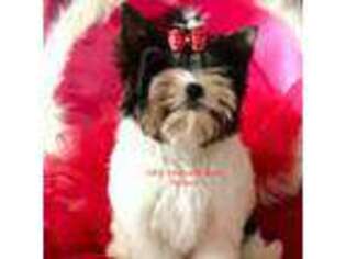 Biewer Terrier Puppy for sale in Jonestown, PA, USA