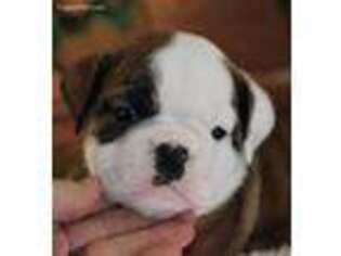 Bulldog Puppy for sale in Washburn, MO, USA