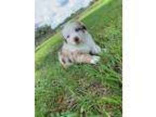 Australian Shepherd Puppy for sale in Plant City, FL, USA