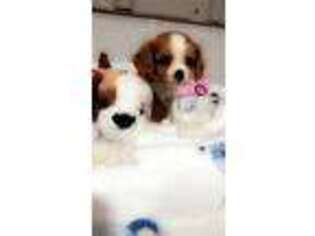Cavalier King Charles Spaniel Puppy for sale in Pittsburg, TX, USA