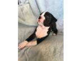 Boxer Puppy for sale in Battle Ground, WA, USA