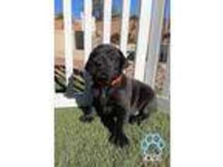 Labrador Retriever Puppy for sale in Las Vegas, NV, USA