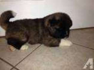 Akita Puppy for sale in SPRING, TX, USA