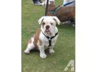 Olde English Bulldogge Puppy for sale in VISTA, CA, USA