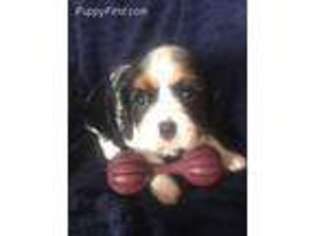 Cavalier King Charles Spaniel Puppy for sale in Ottumwa, IA, USA
