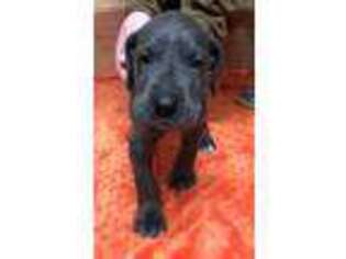 Great Dane Puppy for sale in Tollhouse, CA, USA