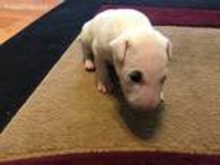 Bull Terrier Puppy for sale in Grand Junction, CO, USA