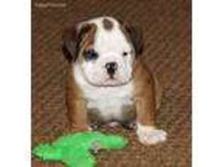 Bulldog Puppy for sale in Doniphan, MO, USA