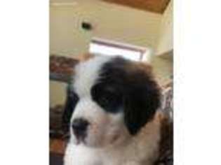 Saint Bernard Puppy for sale in Boise, ID, USA