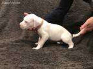 Dogo Argentino Puppy for sale in Huntingtown, MD, USA