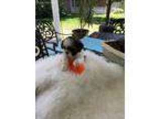 Mutt Puppy for sale in Fountain Valley, CA, USA