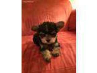 Yorkshire Terrier Puppy for sale in Navarre, FL, USA