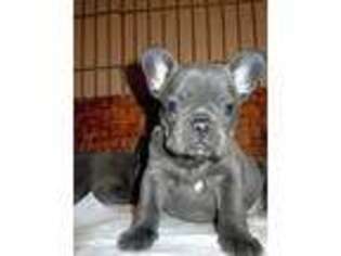 French Bulldog Puppy for sale in Chelsea, MA, USA