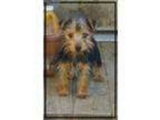 Yorkshire Terrier Puppy for sale in Magnolia, TX, USA