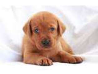 Labrador Retriever Puppy for sale in Newmanstown, PA, USA