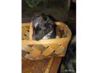 Shetland Sheepdog Puppy for sale in Johnson City, TN, USA