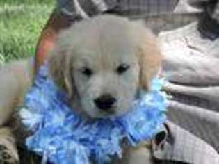 Mutt Puppy for sale in Hamden, OH, USA