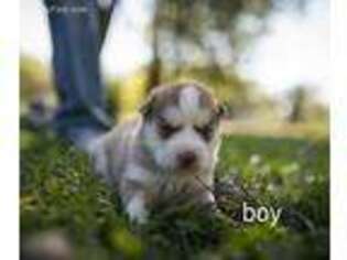 Siberian Husky Puppy for sale in Oswego, KS, USA