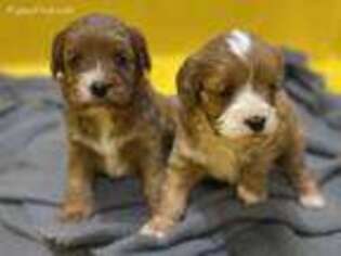 Cavapoo Puppy for sale in Coshocton, OH, USA