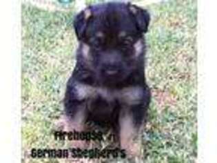 German Shepherd Dog Puppy for sale in Purcell, OK, USA