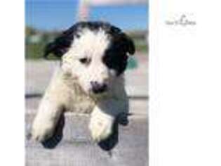 Border Collie Puppy for sale in South Bend, IN, USA