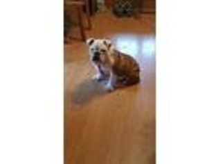 Bulldog Puppy for sale in Homeworth, OH, USA