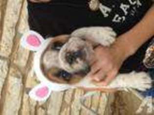 Bulldog Puppy for sale in AUSTIN, TX, USA