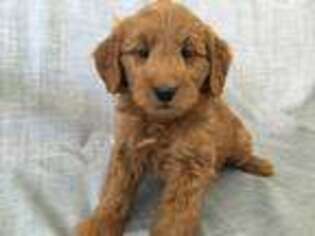 Goldendoodle Puppy for sale in Sheldon, IA, USA