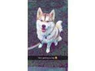 Siberian Husky Puppy for sale in Westerville, OH, USA