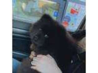 Chow Chow Puppy for sale in Oklahoma City, OK, USA