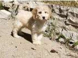 Labradoodle Puppy for sale in Manhattan, KS, USA