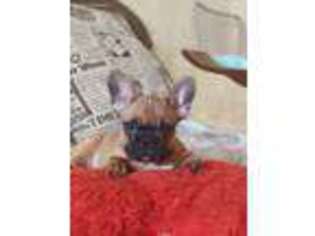 French Bulldog Puppy for sale in Rockville, MD, USA