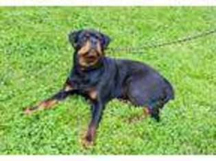 Rottweiler Puppy for sale in Mableton, GA, USA
