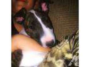 Bull Terrier Puppy for sale in PUEBLO, CO, USA