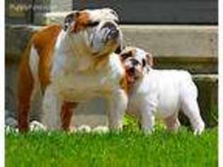 Bulldog Puppy for sale in Georgetown, TX, USA