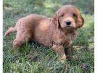 Goldendoodle Puppy for sale in Gallipolis, OH, USA