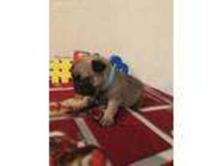 Pug Puppy for sale in Cleveland, TX, USA