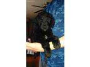 Labradoodle Puppy for sale in Mansfield, PA, USA