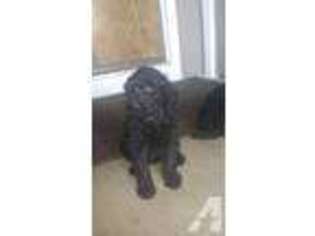 Labradoodle Puppy for sale in SAN JOSE, CA, USA