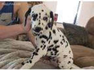 Dalmatian Puppy for sale in Roswell, NM, USA